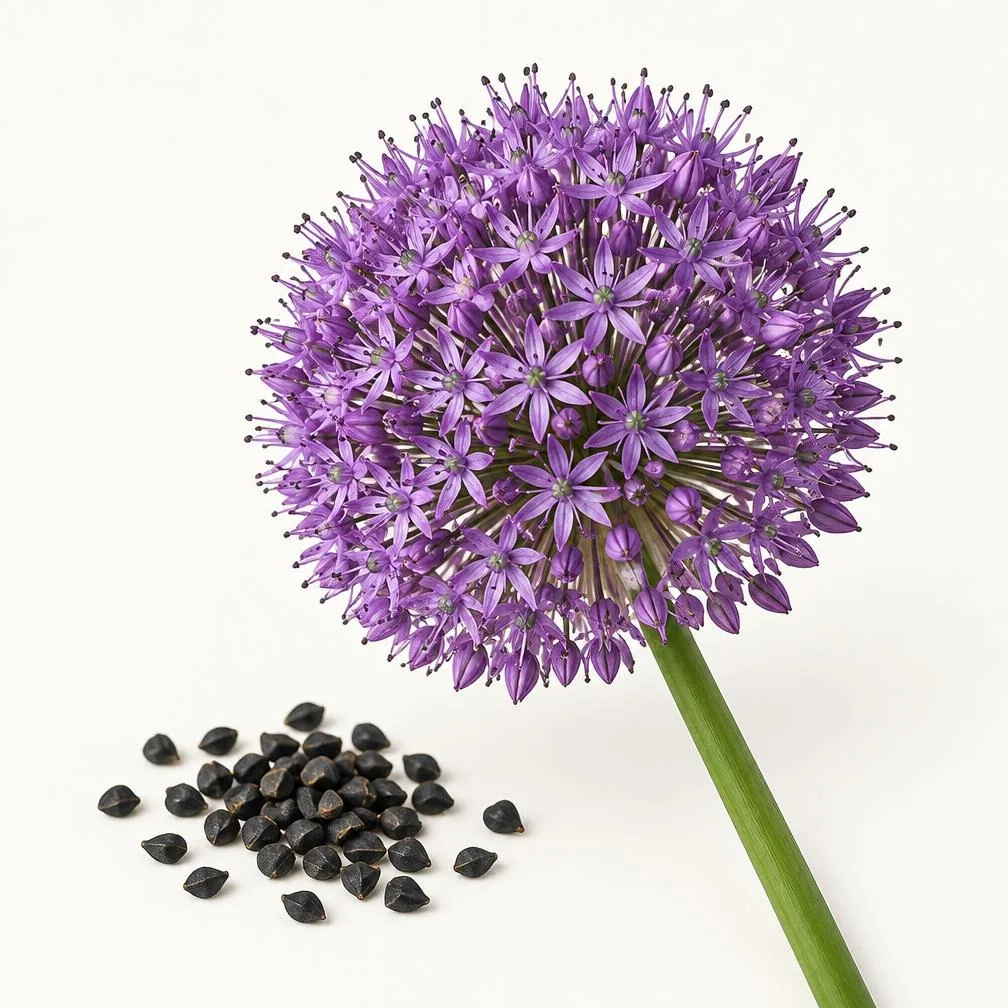 Infiorescenza viola di Allium gigante e semi su fondo chiaro