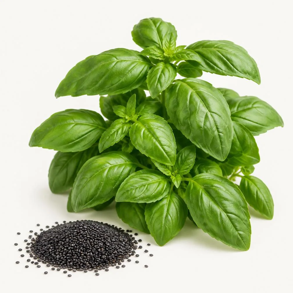 Pianta di basilico verde e semi scuri su fondo chiaro