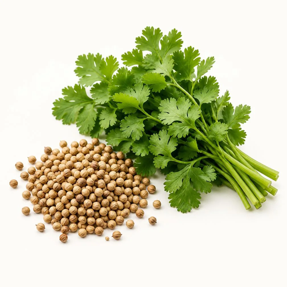 Foglie fresche di coriandolo e semi su fondo chiaro