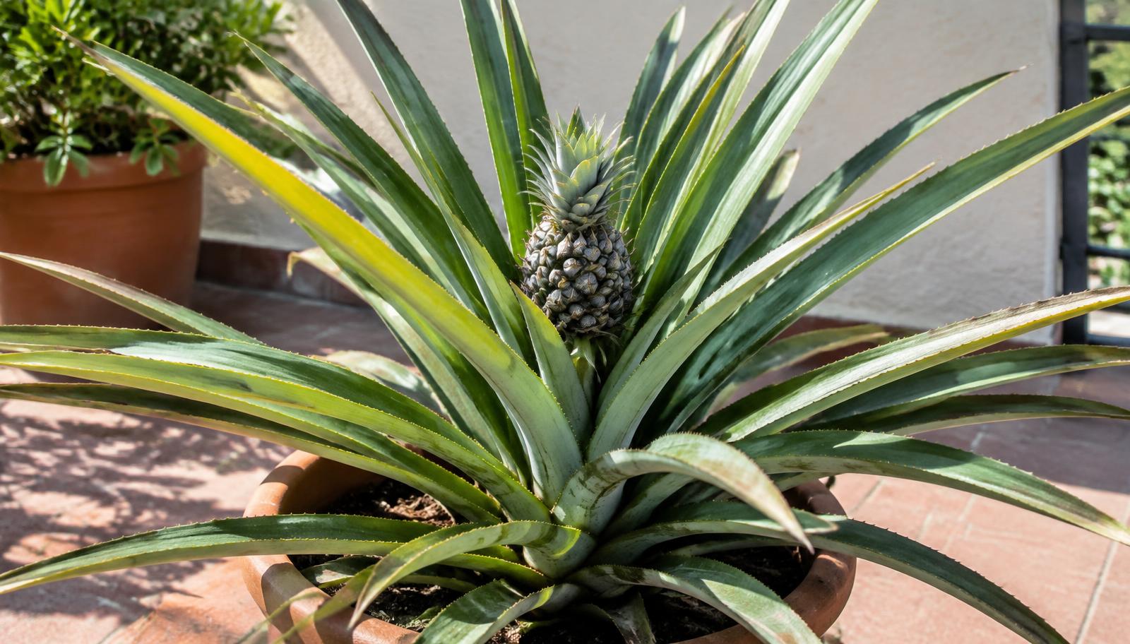 Pianta di ananas in vaso con un piccolo frutto che si forma al centro della rosetta di foglie