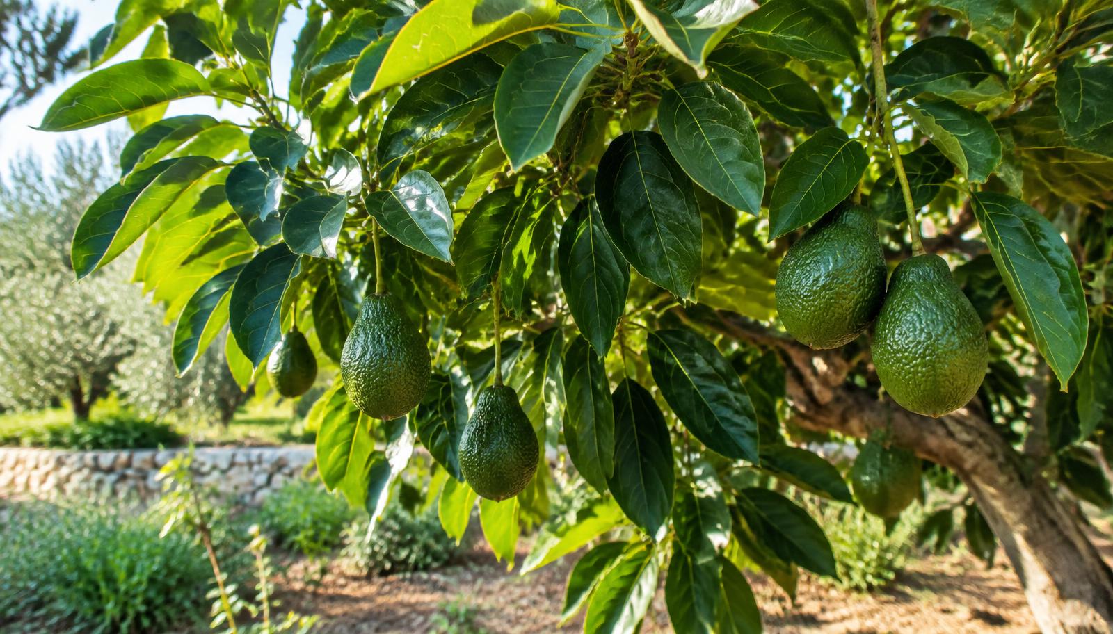 Albero di avocado con frutti verdi appesi tra le foglie lucide in un giardino mediterraneo