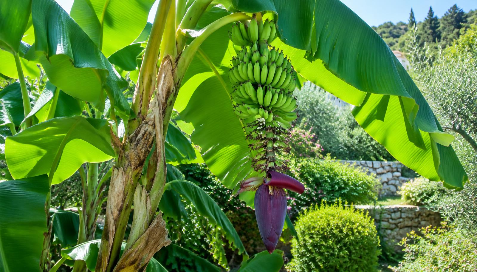 Pianta di banano con grandi foglie verdi e un casco di banane in un giardino mediterraneo