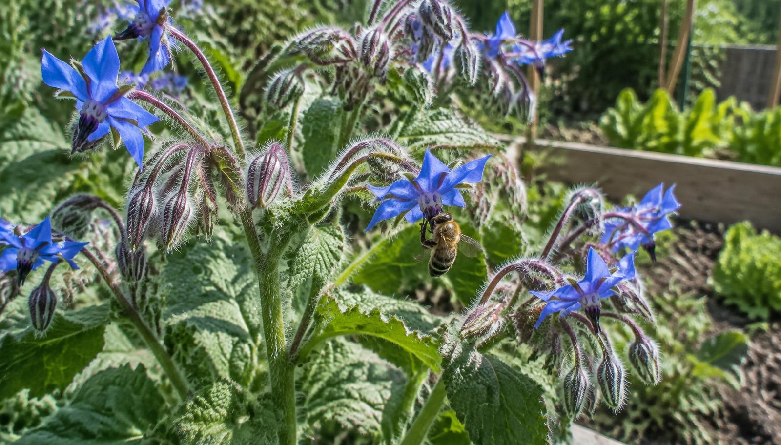 Pianta di borragine con fiori blu a stella e foglie pelose in un orto