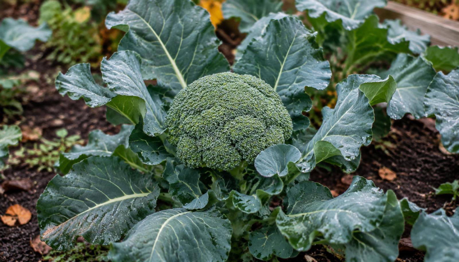 Pianta di broccolo in campo con corimbo centrale verde compatto e foglie glauche