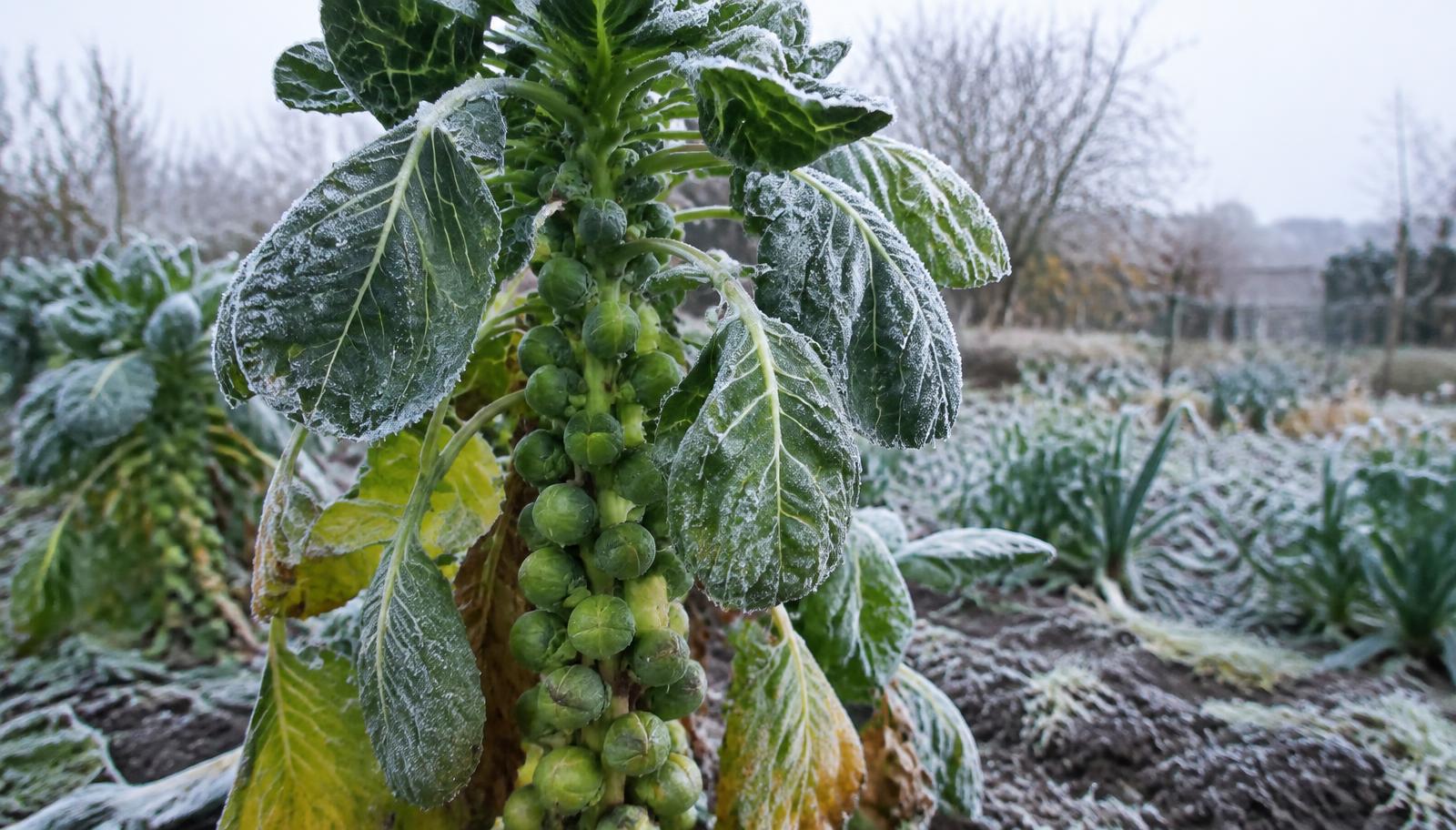 Fusto di cavolino di Bruxelles carico di piccole rosette verdi in un orto invernale