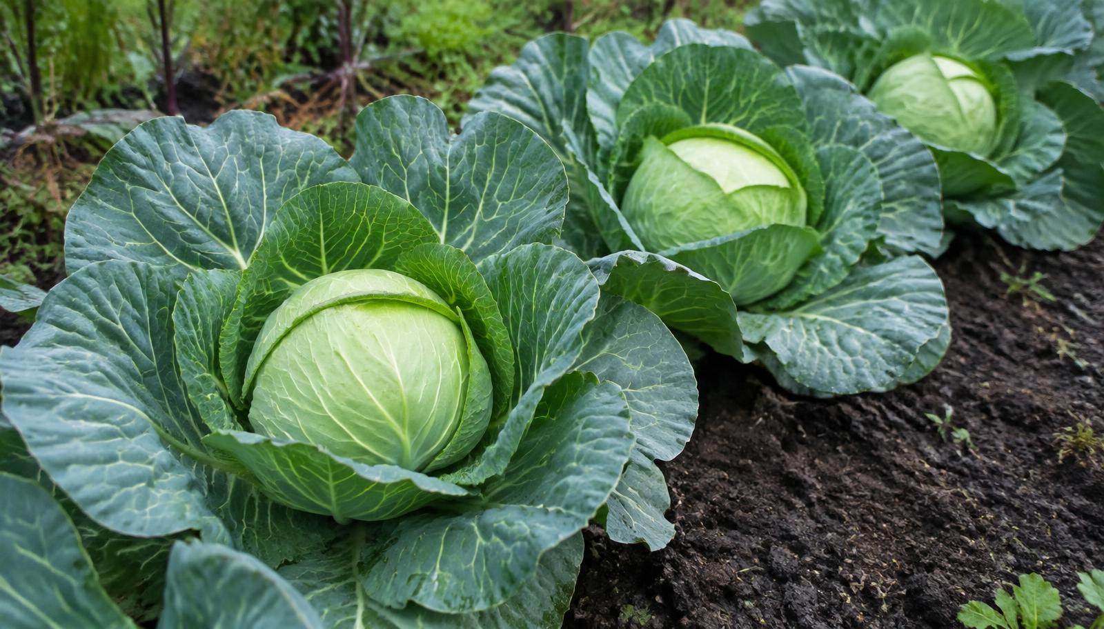 Cavoli cappuccio in campo con teste compatte circondate dalle grandi foglie esterne glauche
