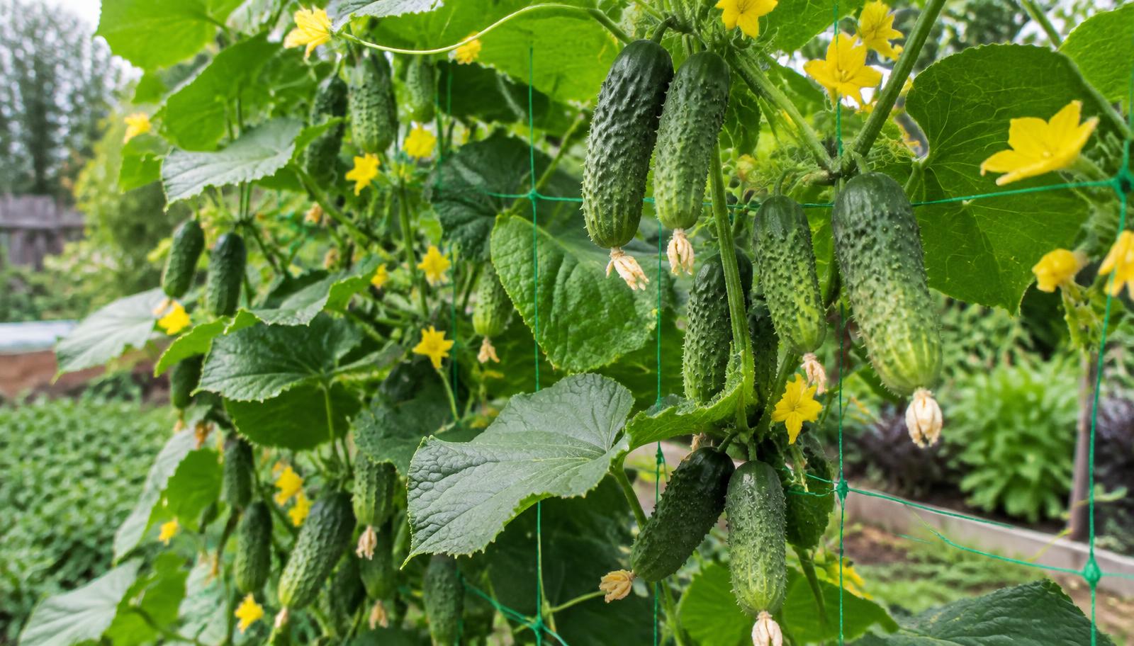 Pianta di cetriolino arrampicata su una griglia con piccoli frutti verdi verrucosi pronti per la raccolta