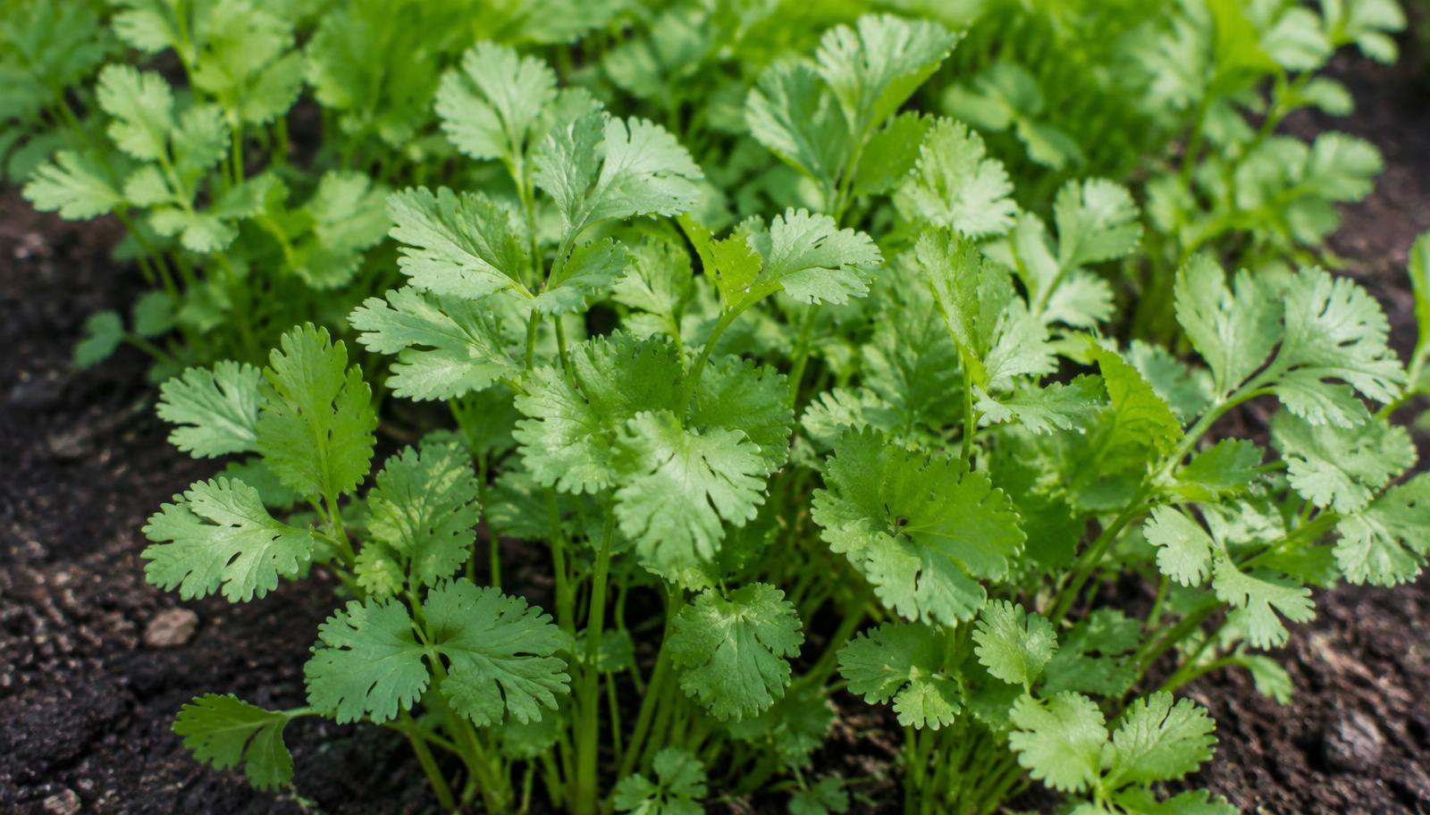 Piantine di coriandolo con foglie verdi lobate simili al prezzemolo in un'aiuola
