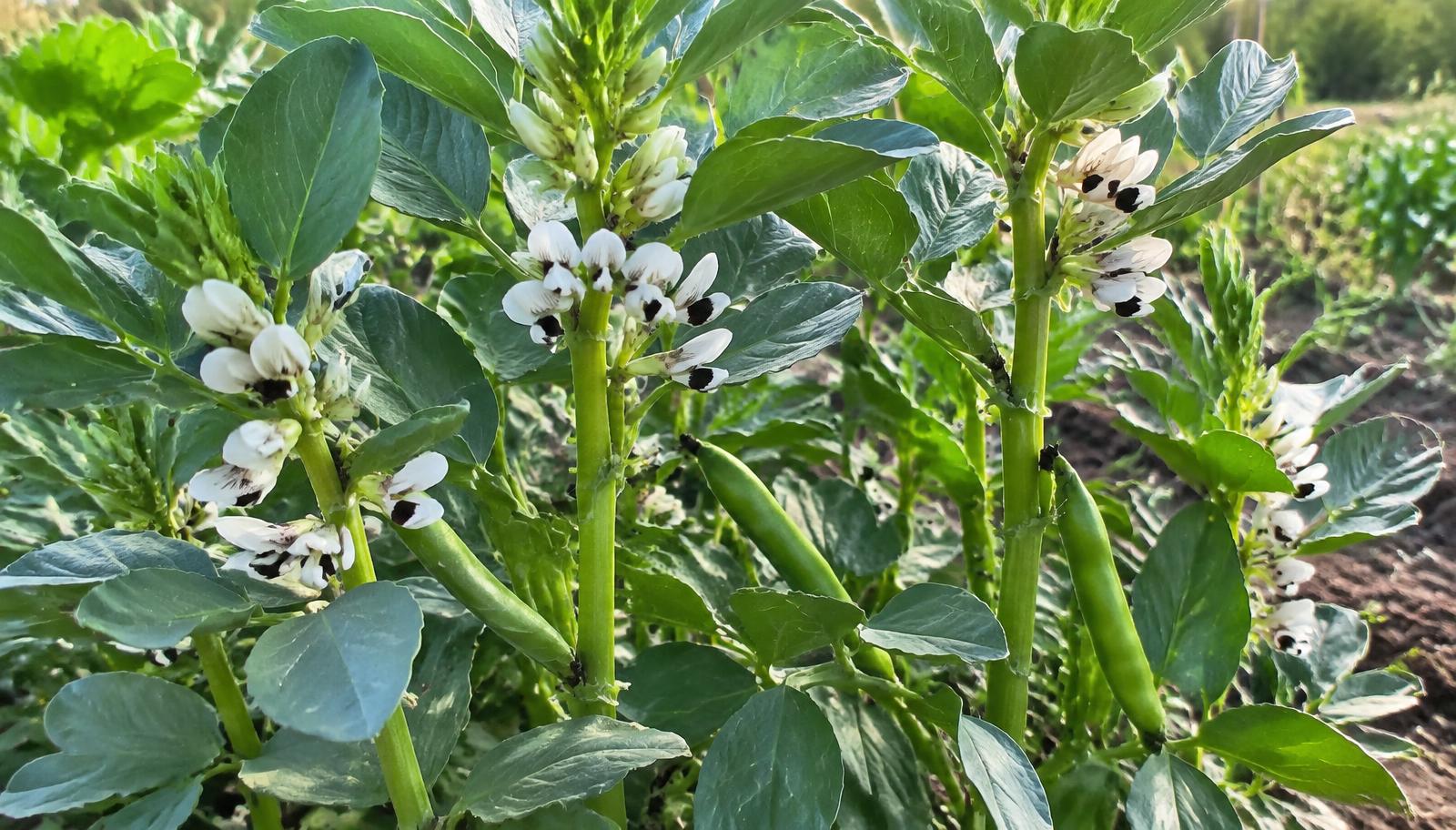 Piante di fava in fiore con baccelli verdi e fiori bianchi maculati di nero