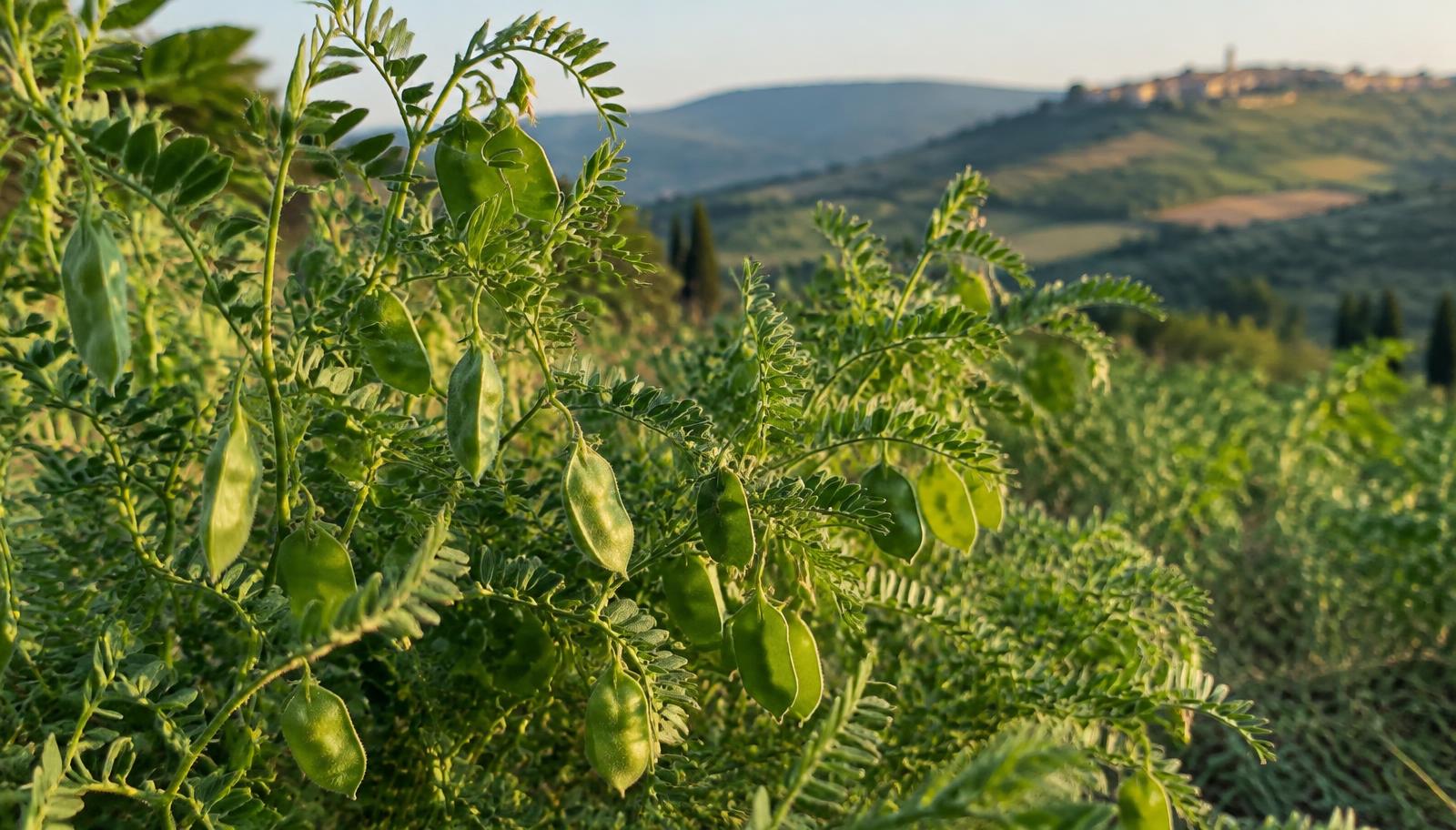 Piante di lenticchia con piccoli baccelli appiattiti in un campo collinare