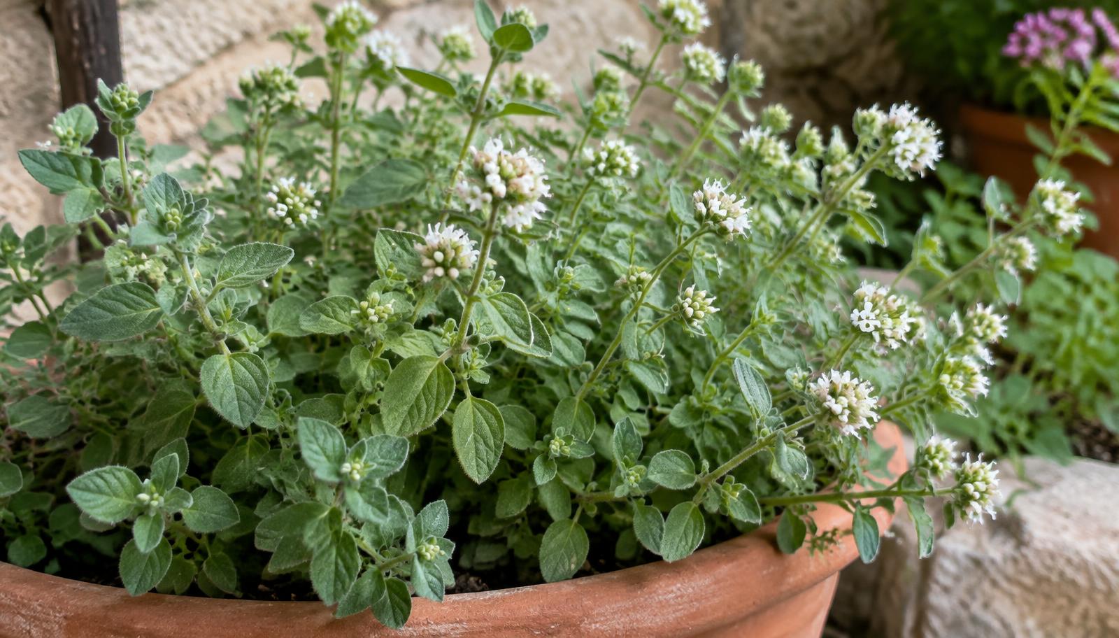 Pianta di maggiorana con foglie ovali grigio-verdi e piccoli fiori bianchi in vaso