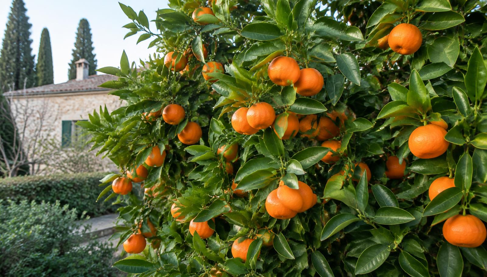 Mandarino carico di frutti arancioni maturi fra foglie verde lucido in un giardino italiano in inverno