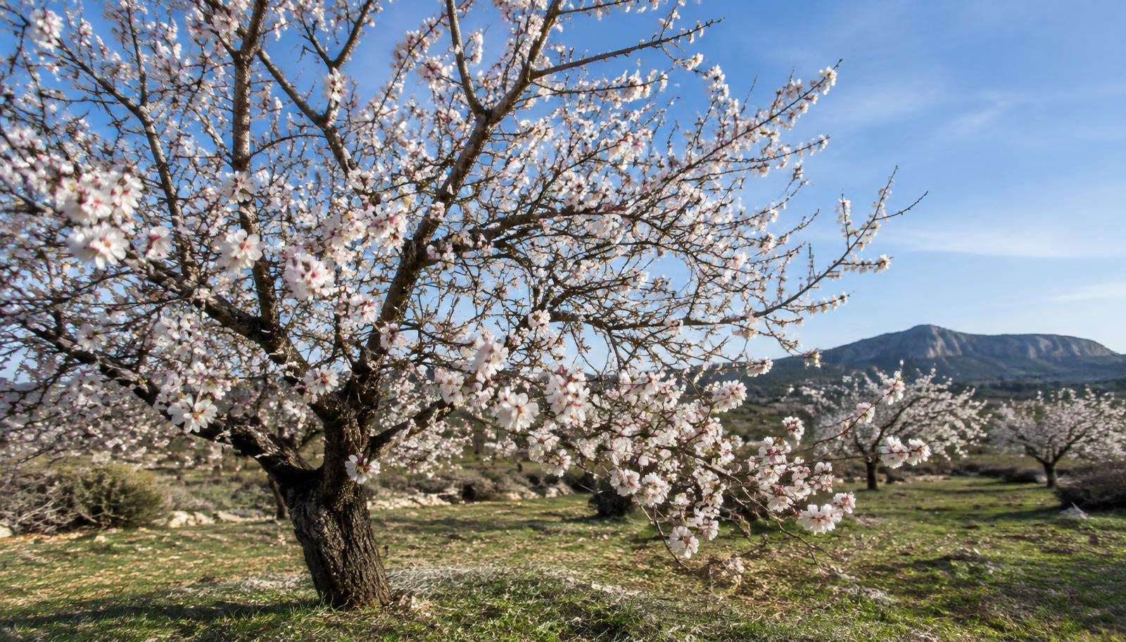 Mandorlo in piena fioritura bianco-rosa in un campo di fine inverno