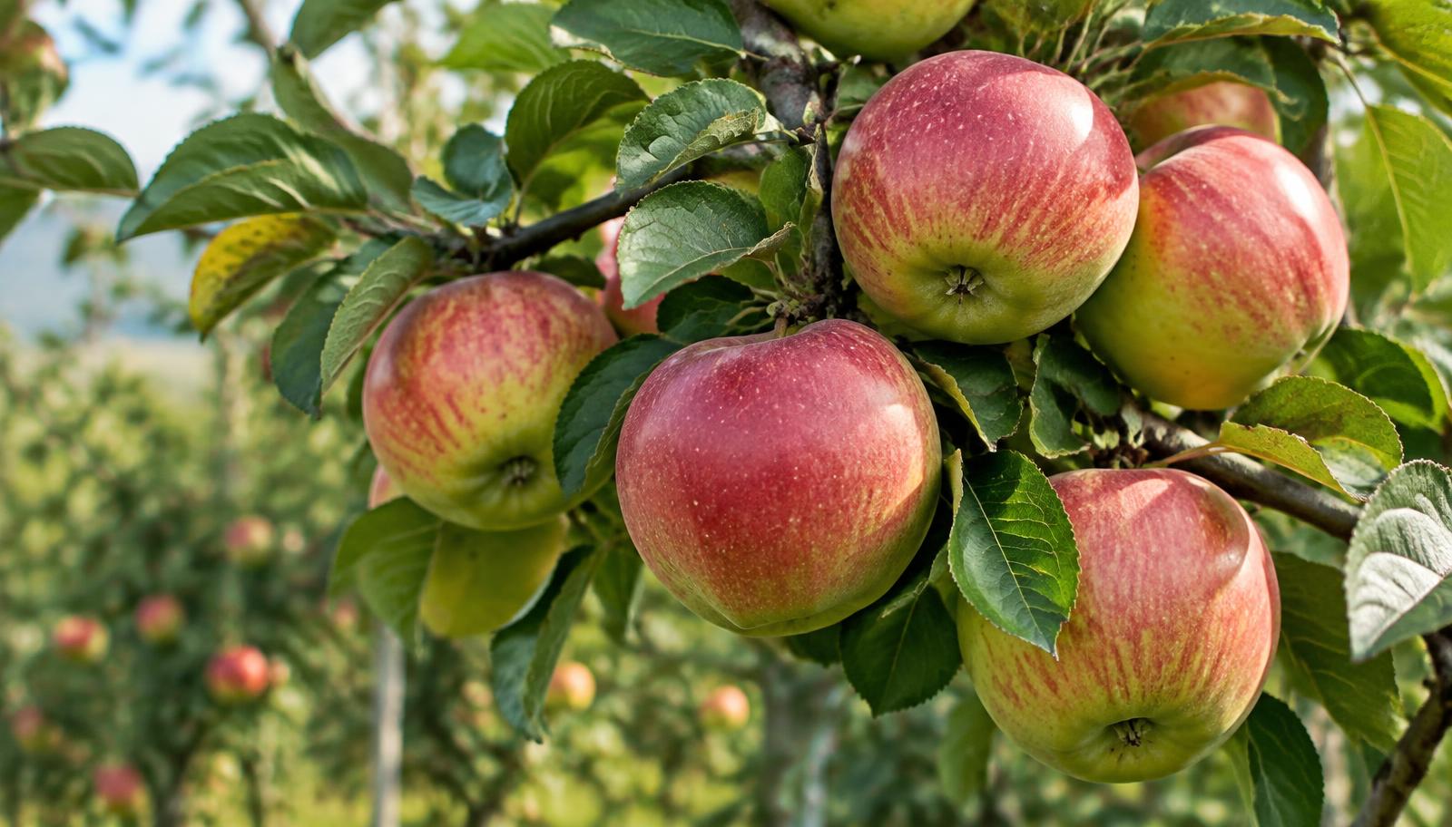 Ramo di melo carico di mele rosse mature in un frutteto italiano a fine estate
