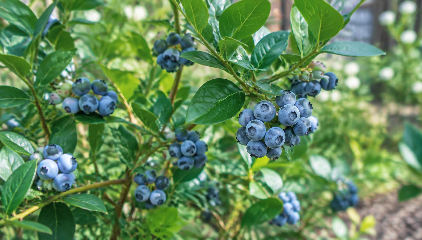 Arbusto di mirtillo con bacche blu mature e foglie verdi in un giardino