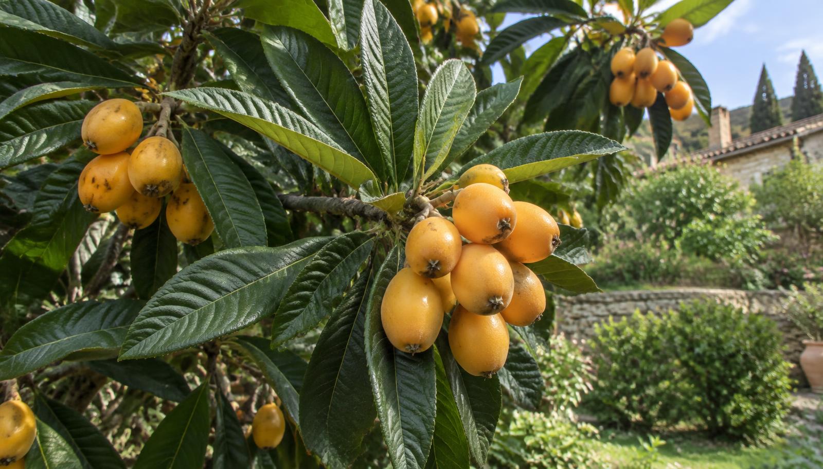 Ramo di nespolo del Giappone con grappoli di nespole gialle mature tra grandi foglie verde scuro in un giardino mediterraneo