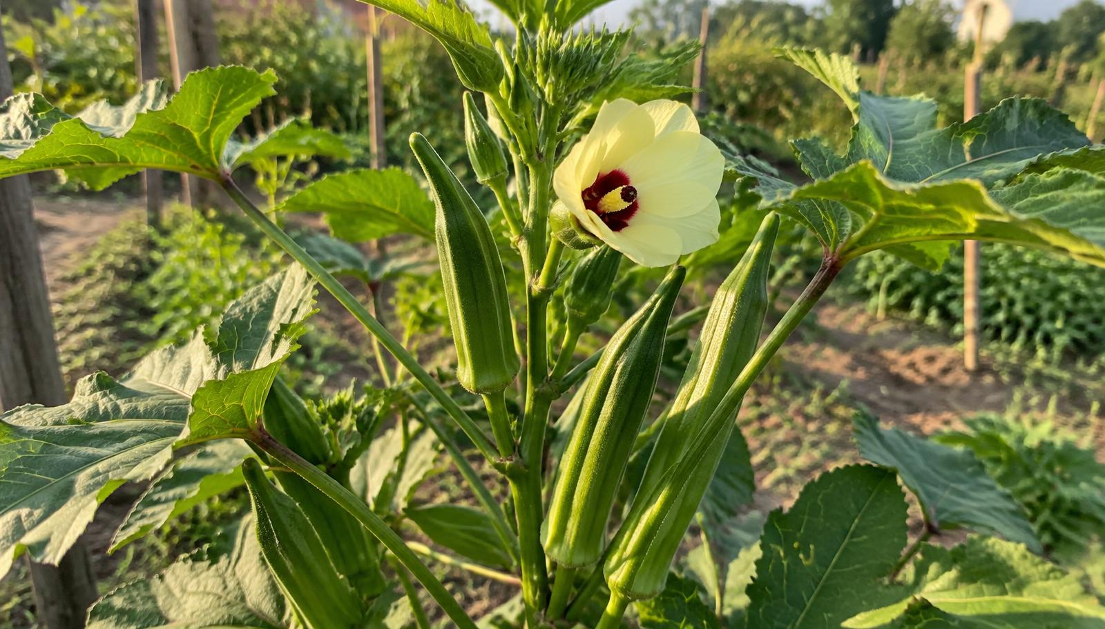 Pianta di okra con baccelli verdi appuntiti nell'orto estivo