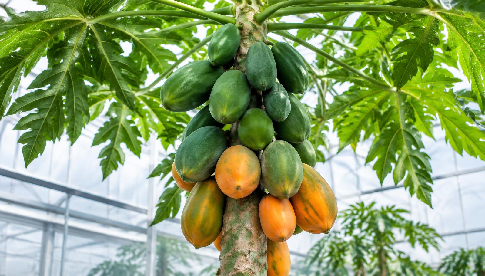Pianta di papaya con frutti verdi attaccati al tronco in una serra luminosa