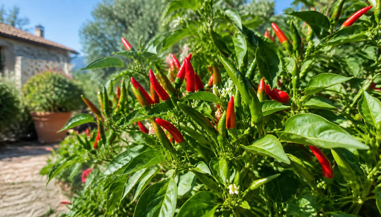 Pianta di peperoncino carica di frutti rossi e verdi maturi in pieno sole