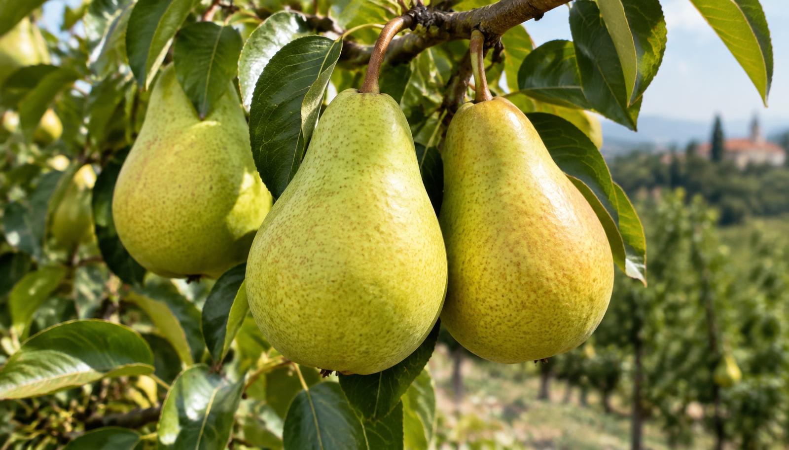 Pere mature appese ai rami di un pero in un frutteto italiano a fine estate