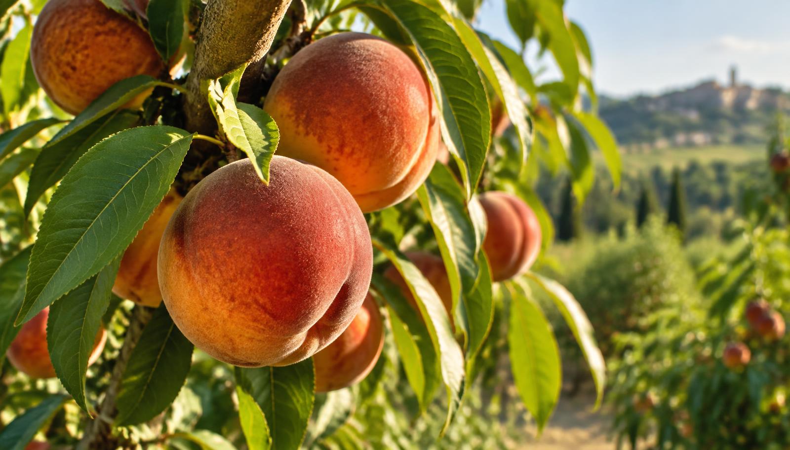 Pesche mature rosso-arancio sui rami di un pesco in un frutteto italiano d'estate