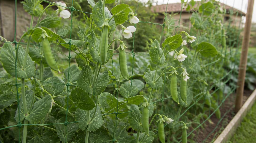 Piante di pisello rampicanti su rete con baccelli verdi e fiori bianchi in un orto primaverile