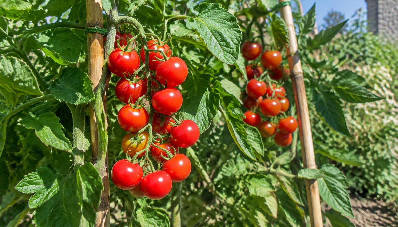 Grappoli di pomodorini ciliegini rossi maturi su una pianta tutorata con canne in un orto estivo