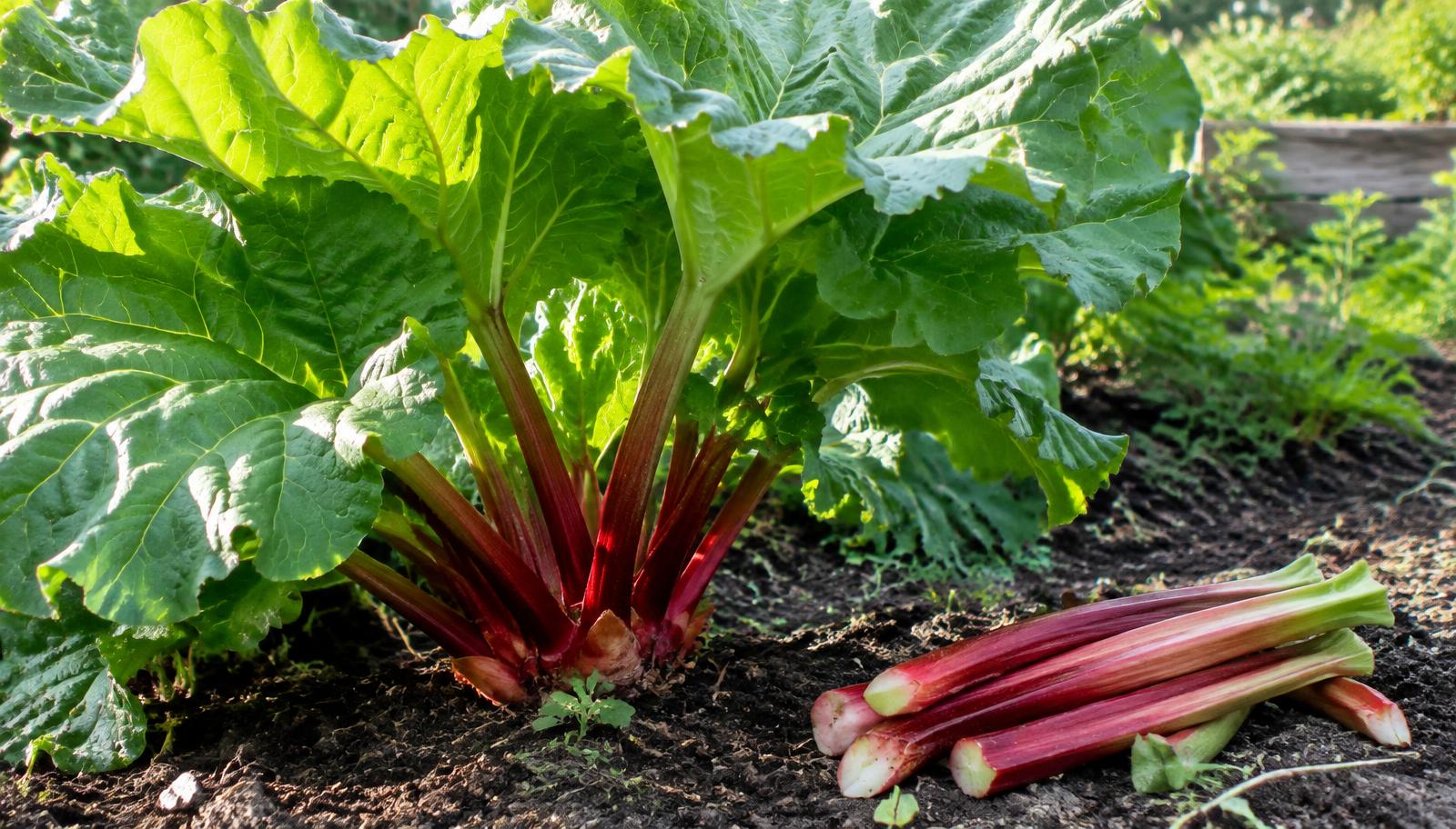 Ceppaia di rabarbaro con grandi foglie verdi e lunghe coste rosso carminio raccolte in un orto