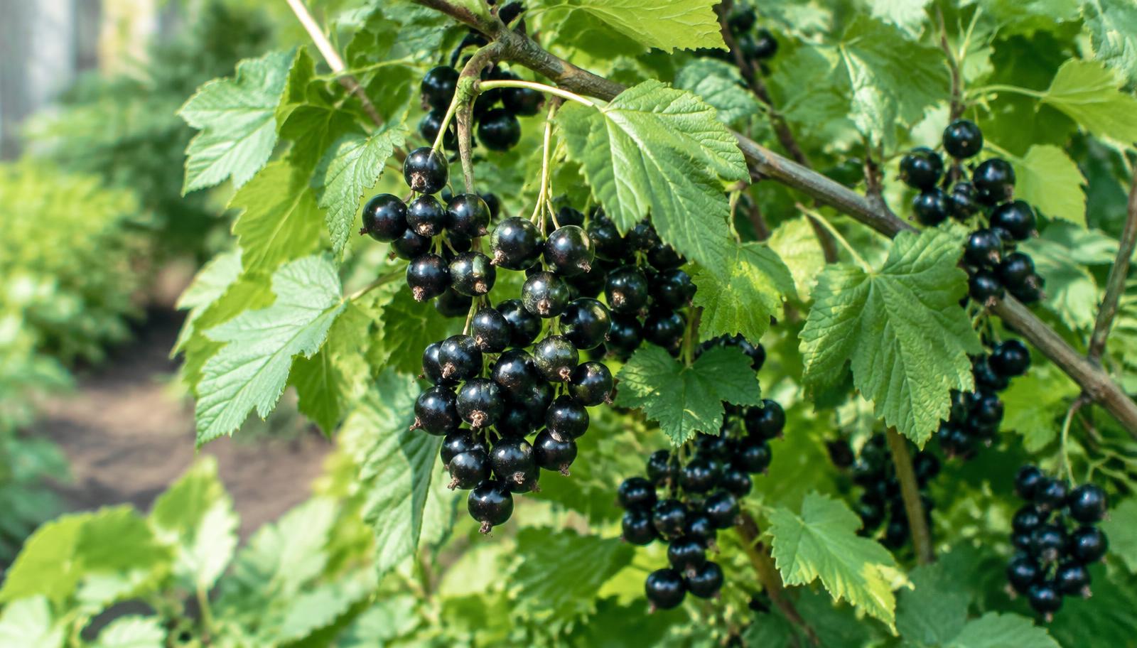 Cespuglio di ribes nero con grappoli di bacche nere lucide tra foglie verdi in un giardino estivo
