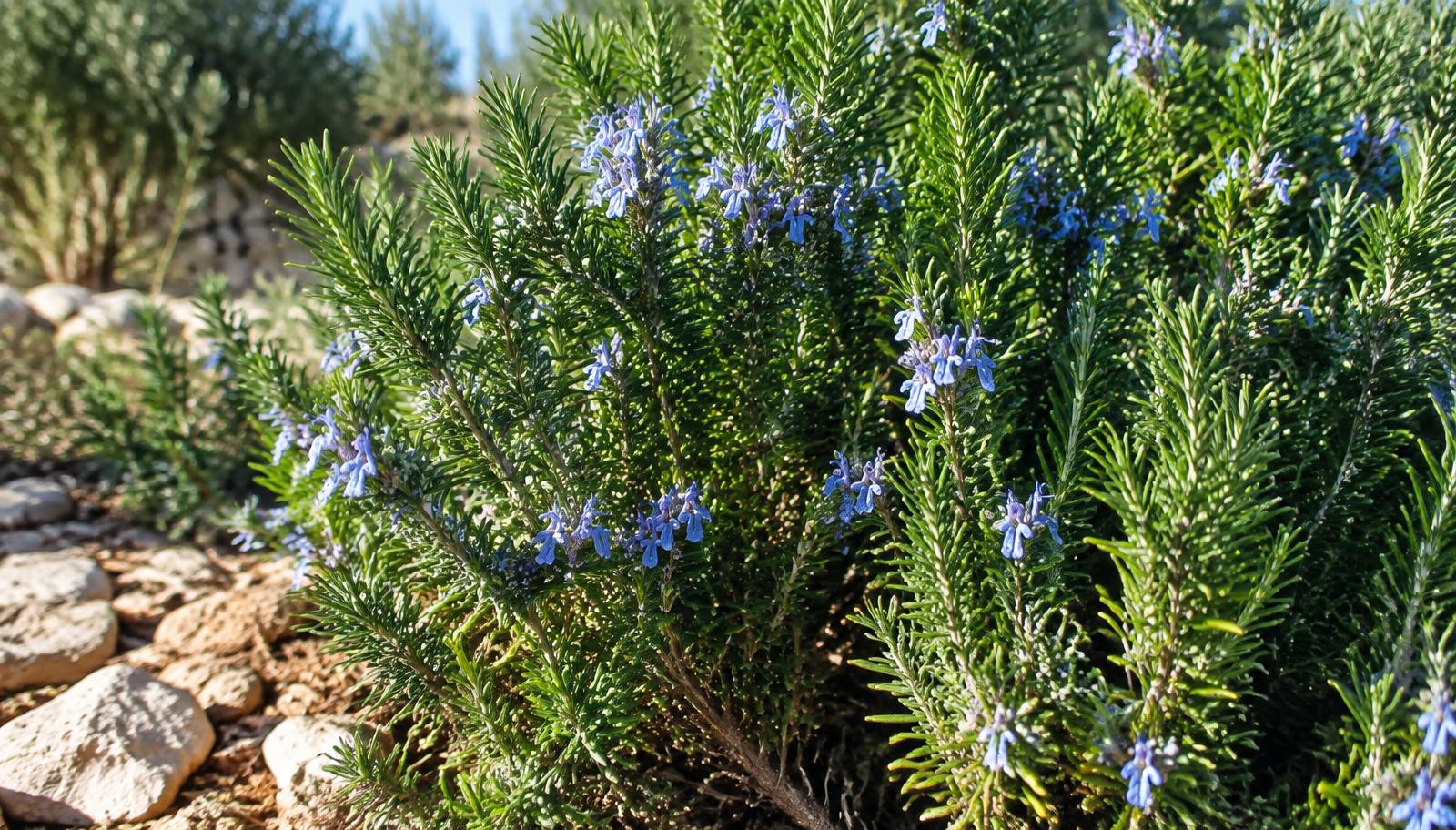 Cespuglio di rosmarino con rami fitti di foglie aghiformi e fiori azzurri in giardino soleggiato