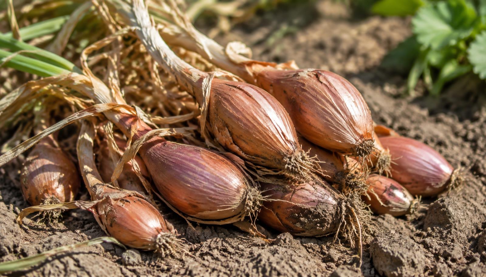 Bulbi di scalogno appena raccolti con le tuniche ramate su terreno asciutto