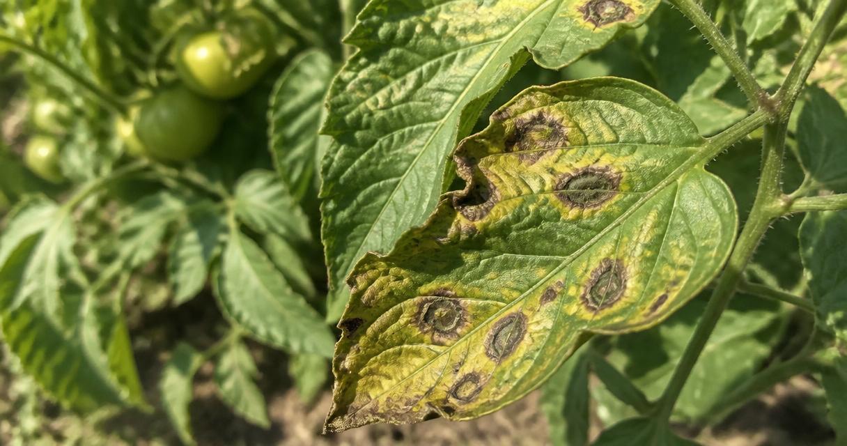 Foglia di pomodoro con macchie concentriche a bersaglio tipiche dell'alternaria (early blight), aureola gialla e centro necrotico