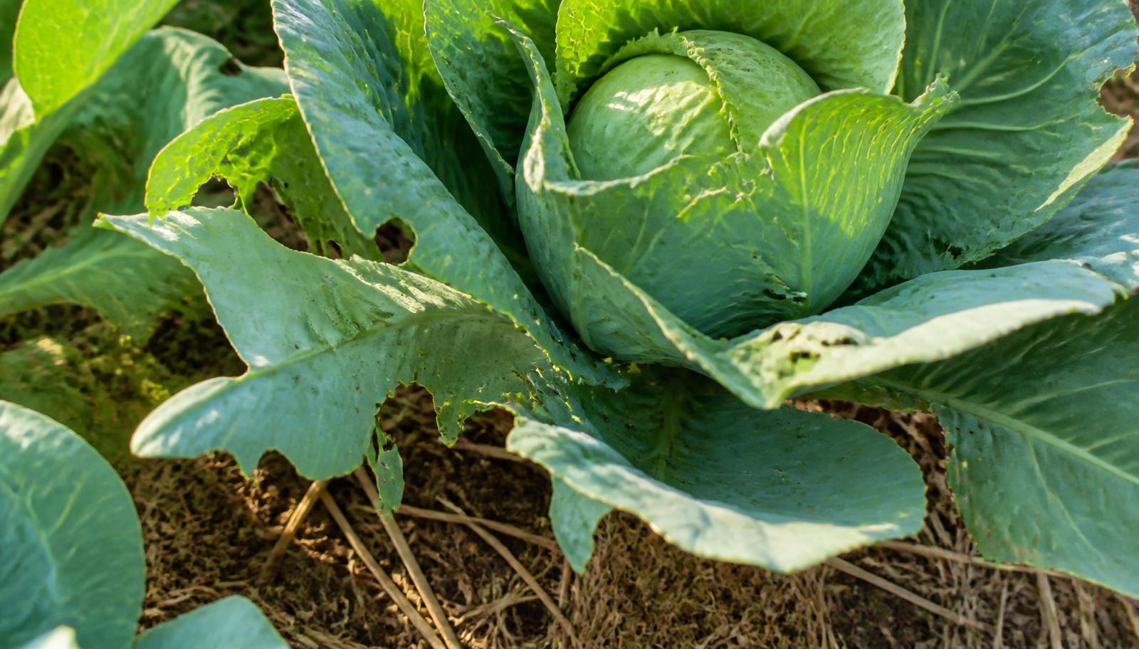 Pianta di cavolo cappuccio in un orto ad agosto con foglie esterne bucate e rosicchiate dai bruchi