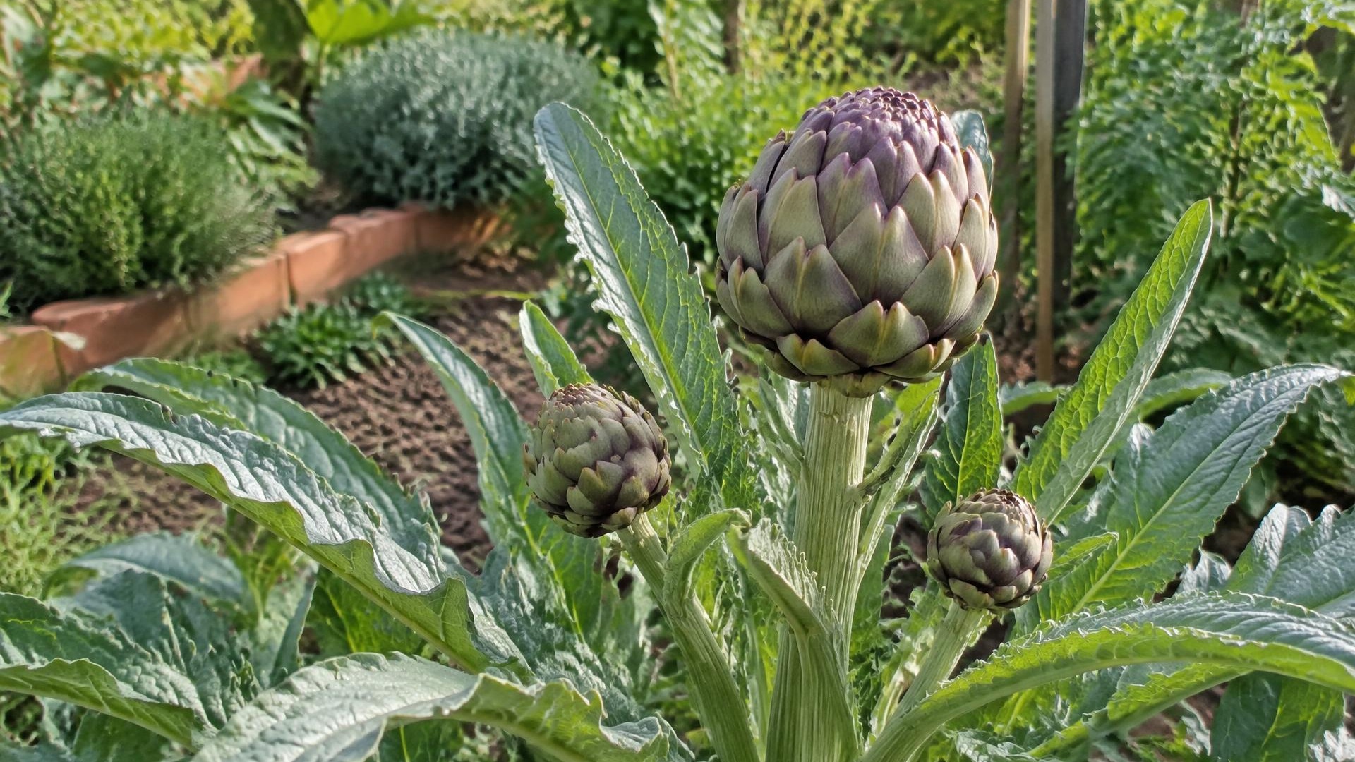 Carciofi ancora chiusi su una pianta dalle foglie verde argento in un orto mediterraneo