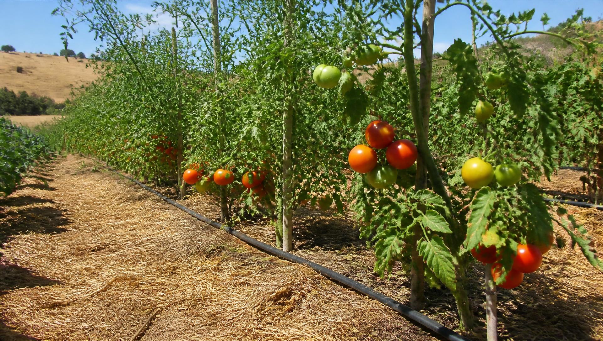 Orto domestico italiano ad agosto con pacciamatura di paglia e tubo di irrigazione a goccia lungo le file di pomodori
