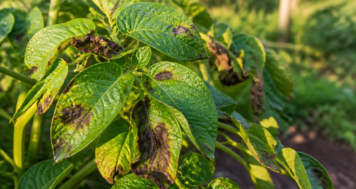 Foglie di patata con macchie brune necrotiche di peronospora (Phytophthora infestans) in un orto italiano a luglio dopo i temporali estivi