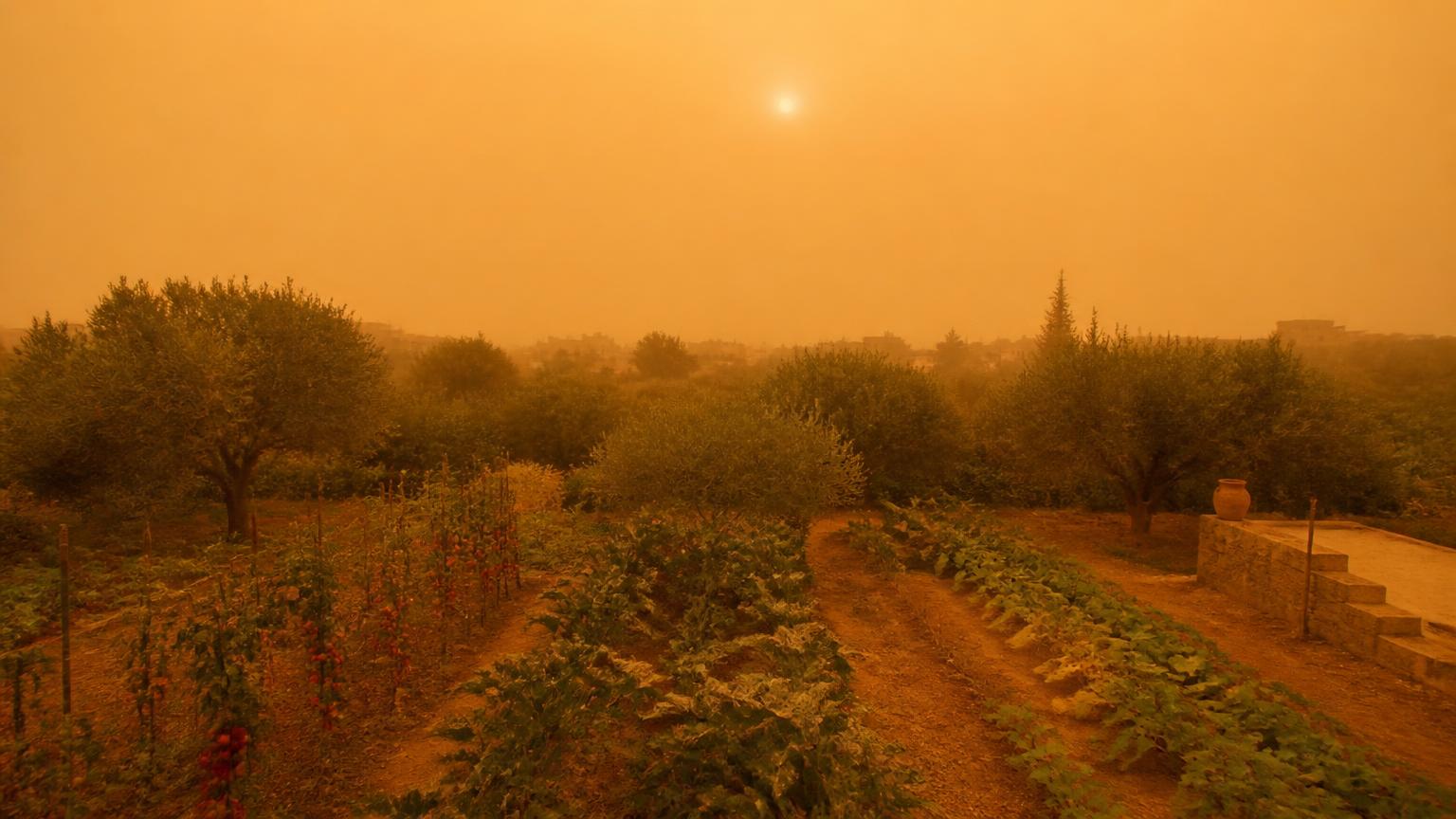 Foglie di un orto domestico coperte da un velo di polvere ocra sotto un cielo velato giallo, Sud Italia fine agosto