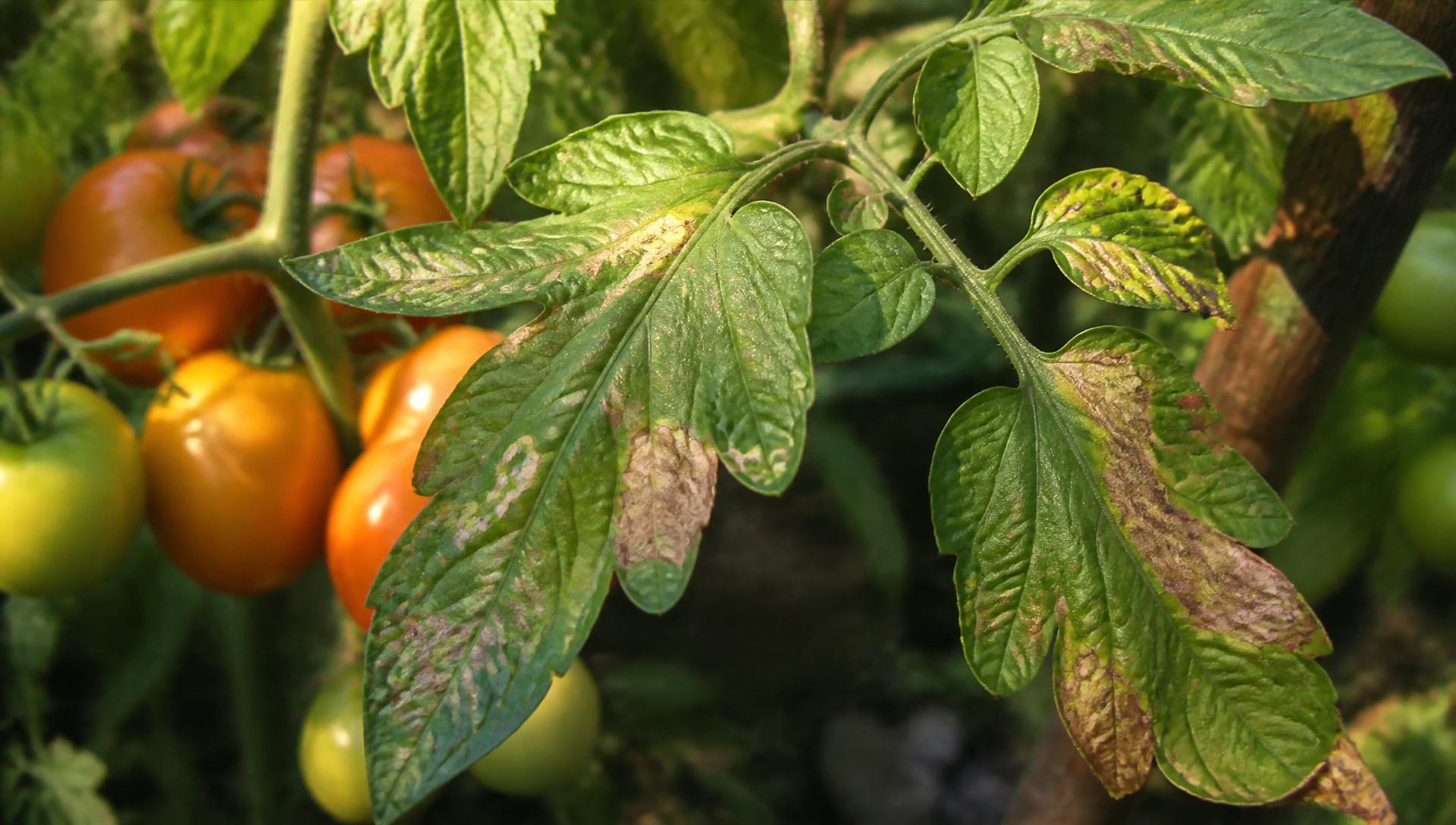 Foglia di pomodoro con mine fogliari trasparenti e irregolari causate da Tuta absoluta, orto italiano di fine luglio
